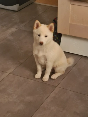 Reinrassige weisse Shiba Inu Welpen 