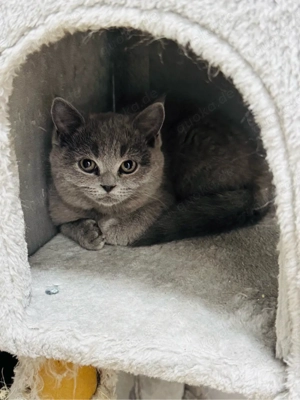 3 süße BKH Katzen Bild 2