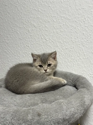 3 süße BKH Katzen Bild 3