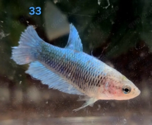 Mehrere Kampffisch Weibchen Betta splendens 