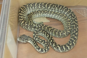 0,1 Morelia spilota m. zebra caramel nz 24