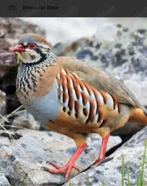 rothühner 1 paar mit Papier