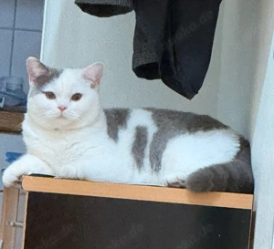 bkn wunderschöne Kater