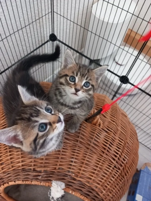 Main Coon Mix Kitten, Babykatzen 