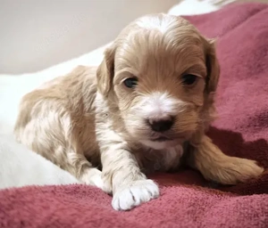 Maltipoo Baby s