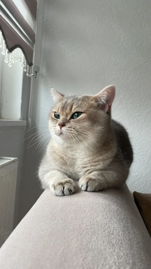 BKH Blue Golden Shaded Katze mit Stammbaum   liebevoll & verschmust