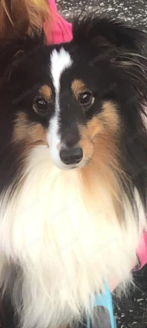Sheltie in tricolor 