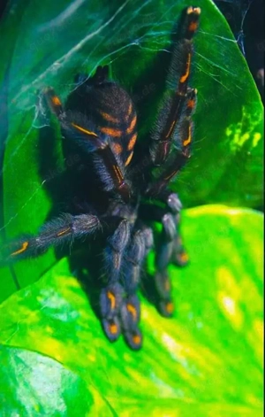 Vogelspinnen zur Abgabe der Gattung Psalmopoeus 