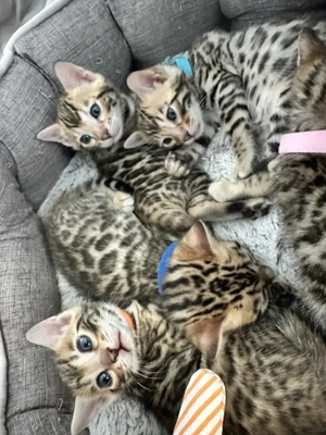Wunderschöne reinrassige Bengalkitten