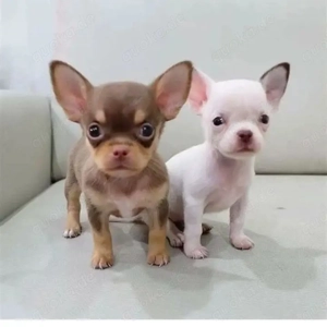 Intelligente Chihuahua-Welpen verfügbar 