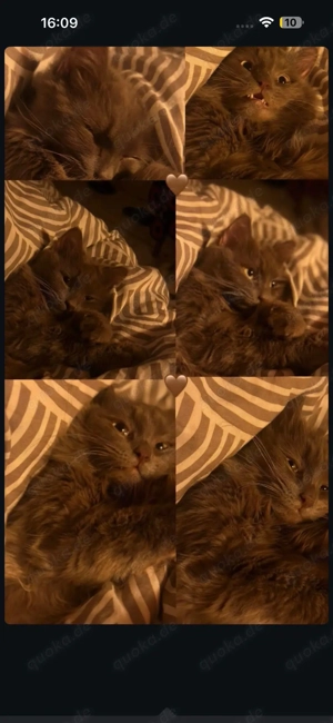 Kater Bobby zu verkaufen    Bobby ist 2 Jahre alt, sehr schön, lieb und verschmust. Er hat langes Fe