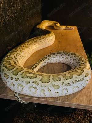 Halbzwerg Tigerpython, Hypo het Caramel  Granit  0.1 , DNZ 7 24