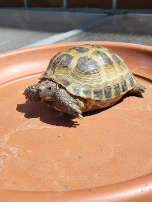 Steppenschildkröte,Testudo horsfieldii,Russische Landschildkröte