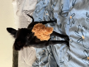 Chihuahua Mops Mischling