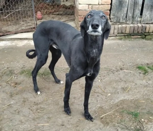 Alex, z.Zt. in Ungarn, schwarzer Blitz möchte Dich begeistern  Bild 3