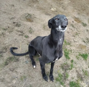 Alex, z.Zt. in Ungarn, schwarzer Blitz möchte Dich begeistern  Bild 2