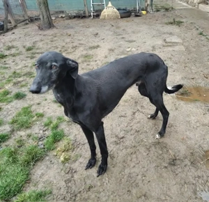 Alex, z.Zt. in Ungarn, schwarzer Blitz möchte Dich begeistern  Bild 4