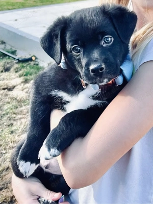 Therapiehundelinie Mini (Toy) Australian Shepherd Mix