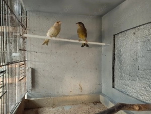 Grünfink Paar von 2025