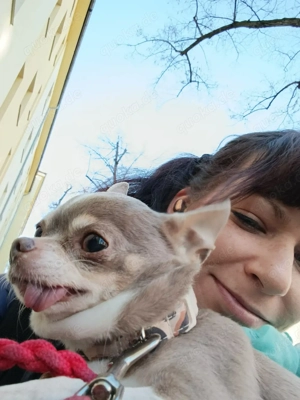 Biete liebevollen Gassi Service Hundebetreuung Dogwalker Petcare Bild 3