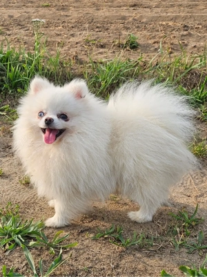 micro pomeranian zwergspitz sucht sein zuhause 