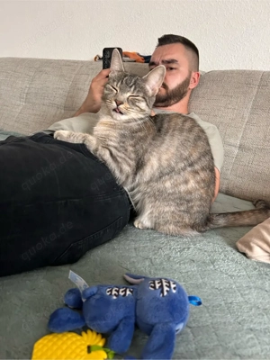 Main Coon Hauskatze Mix