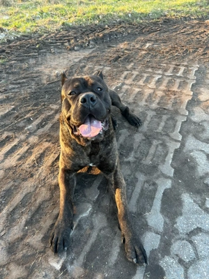 cane corso rüde sucht zuhause 
