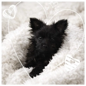 Mini Yorkshire Welpen Mix