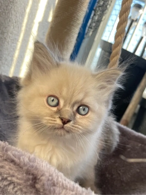 Devon Rex mischlinge BKH