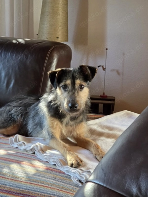 Tüske, ab 1.3. auf PS 68799 Reilingen wäre dankbar, wenn er ein liebevolles aktives Zuhause findend