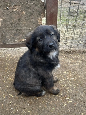 Baby wartet im Tierheim auf Dich  Bild 3