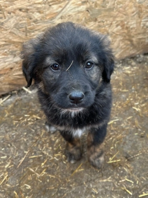 Baby wartet im Tierheim auf Dich  Bild 10