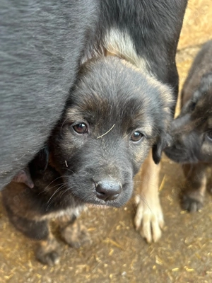 Baby wartet im Tierheim auf Dich  Bild 9