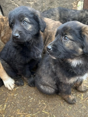 Baby wartet im Tierheim auf Dich  Bild 4
