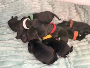 Italienisches Windspiel  AHT Welpen