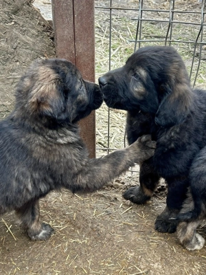 Baby wartet im Tierheim auf Dich  Bild 8