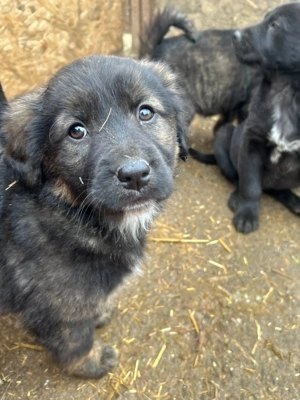 Baby wartet im Tierheim auf Dich  Bild 6