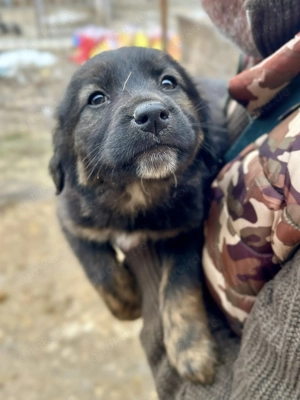 Baby wartet im Tierheim auf Dich  Bild 2