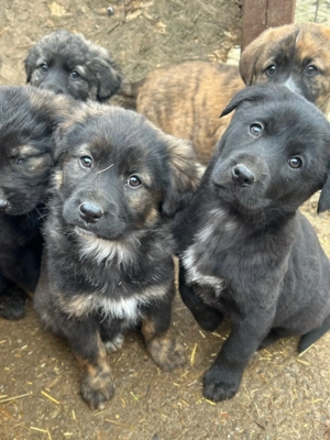 Baby wartet im Tierheim auf Dich  Bild 5