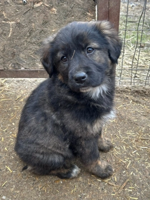 Baby wartet im Tierheim auf Dich  Bild 7