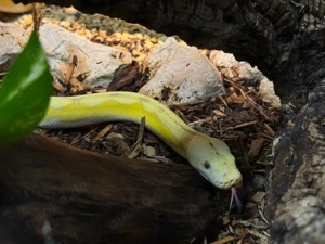 Netzpython super dwarf 2.0 mit Terrarium und Technick gesamtpaket