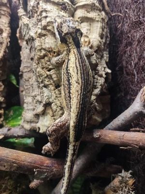 0.1 B&W Höckerkopfgecko(Rhacodactylus)