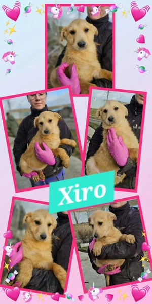 Wunderschöner Welpenjunge "Xiro" möchte endlich ausreisen und sucht seine Menschen