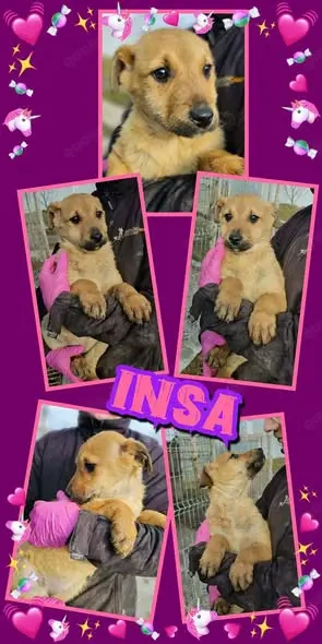 bezauberndes Welpenmädchen "Insa" wartet auf Ihre Rettung