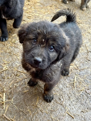 Boomer ist der Hahn im Korb