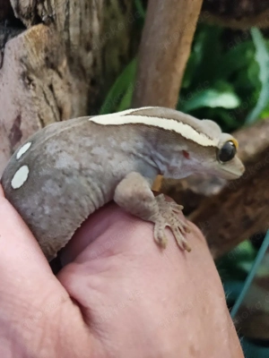 1.2 Correlophus saranisorum 