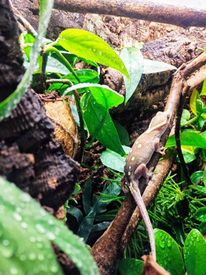 1.2 Correlophus saranisorum 