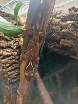 1.2 Correlophus saranisorum  Bild 5