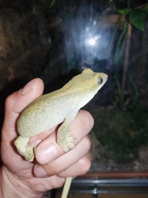 1.2 Correlophus saranisorum 