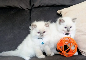 7 wunderschöne Ragdoll-Kätzchen suchen ein Zuhause für immer